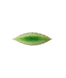 Riviera Leaf Plate - Green (18cm)