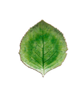 Riviera Leaf Plate - Green (22cm)